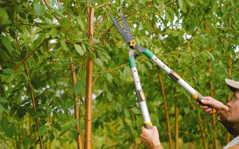 Tree trimming in Altamont, KS