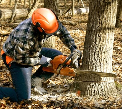 Tree Removal in Altamont, KS